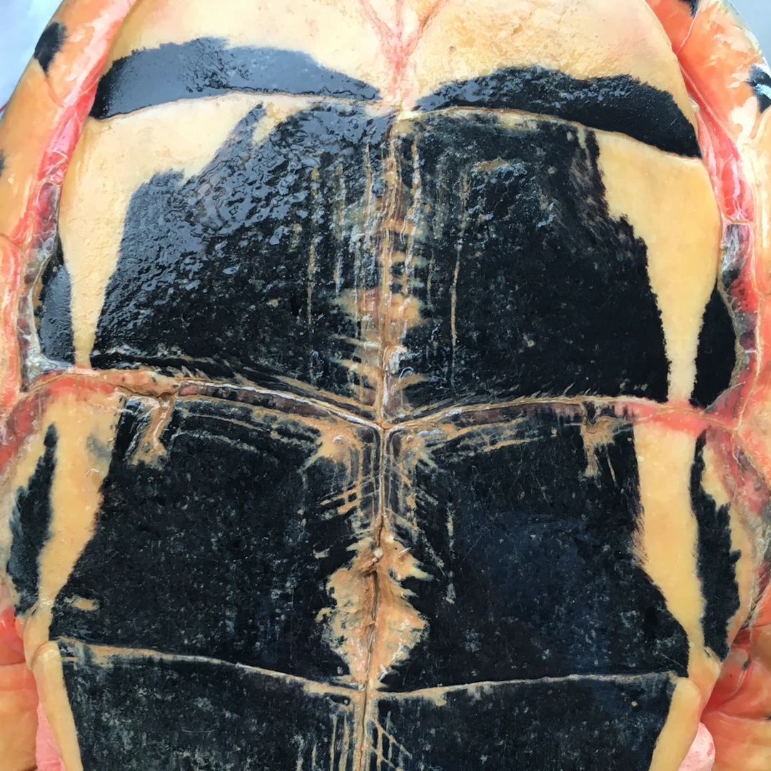 直播间运费补差（乱拍发饲料）