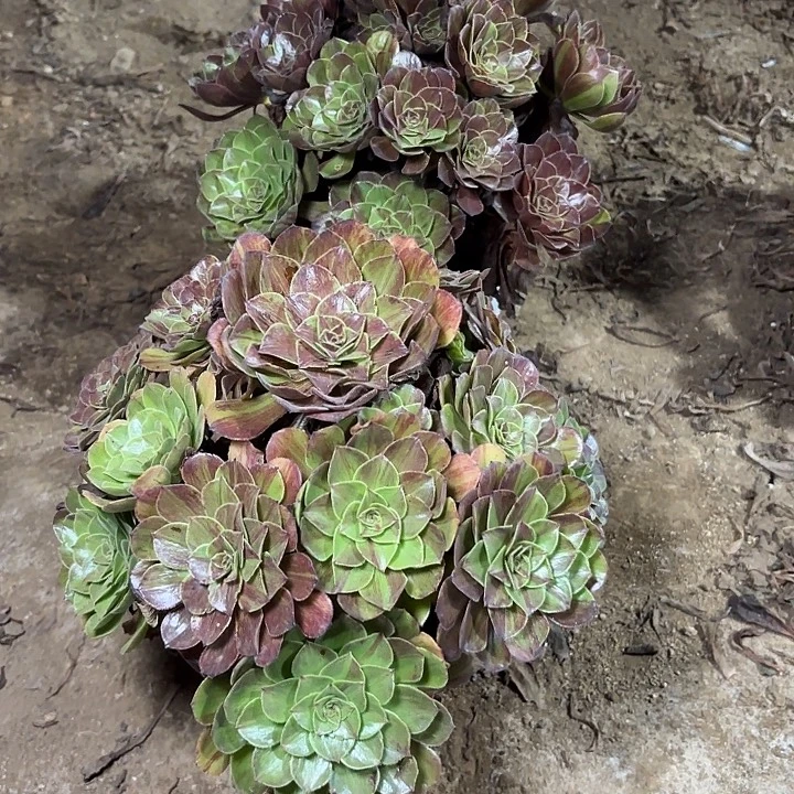 慵***凡多肉植物花月夜38