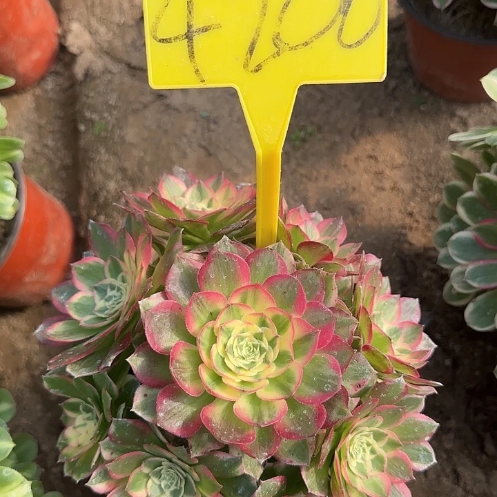 4200+--多头海王多肉植物