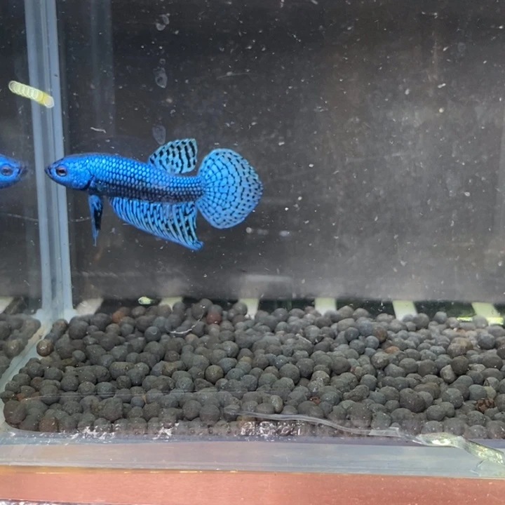 斗鱼泰国斗鱼340号