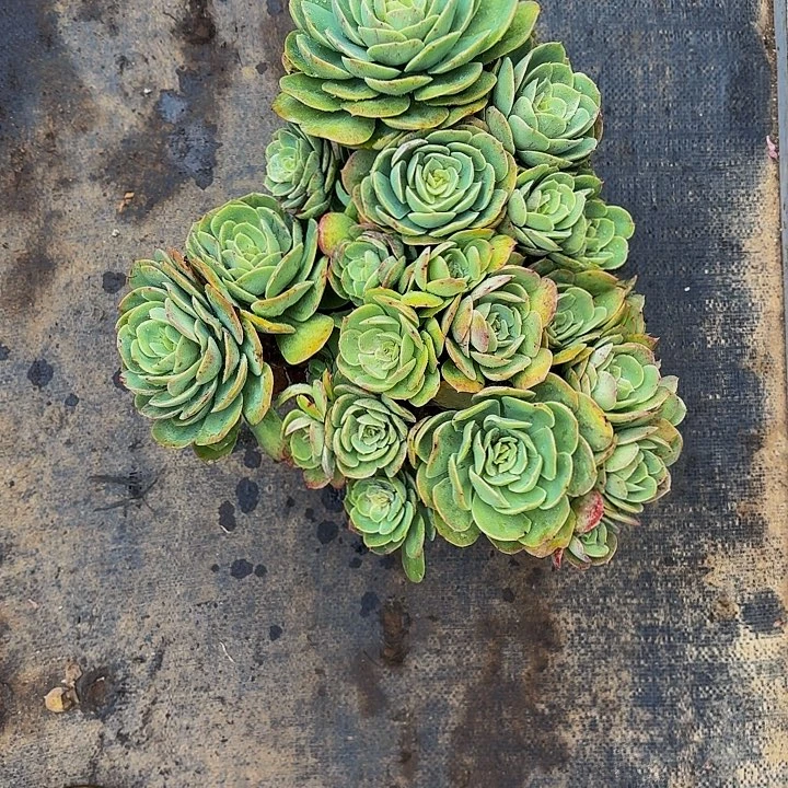 您***.丽娟花卉桃花坞多头