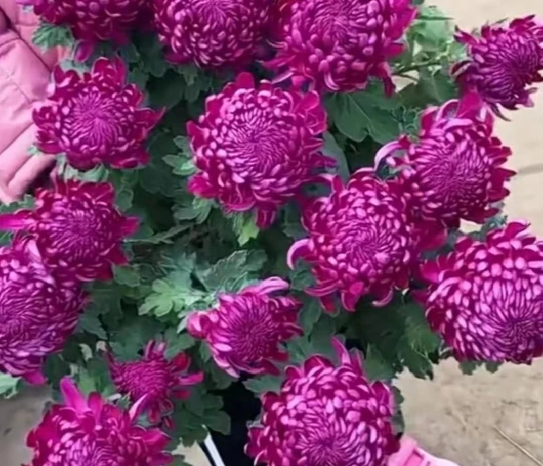 九月菊【紫绣球】富贵菊盆栽地栽带花苞