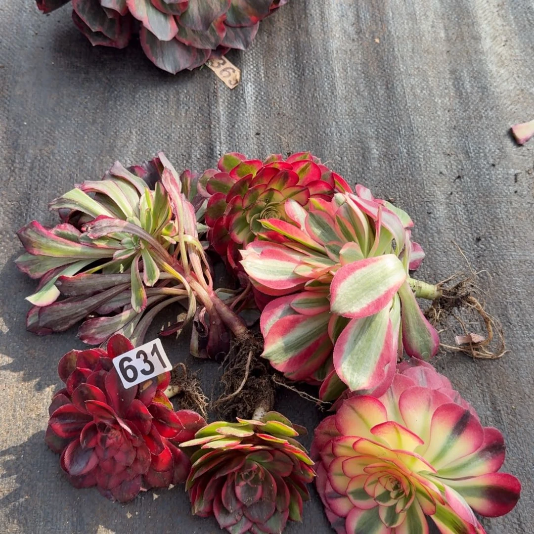 631多肉植物6颗一组