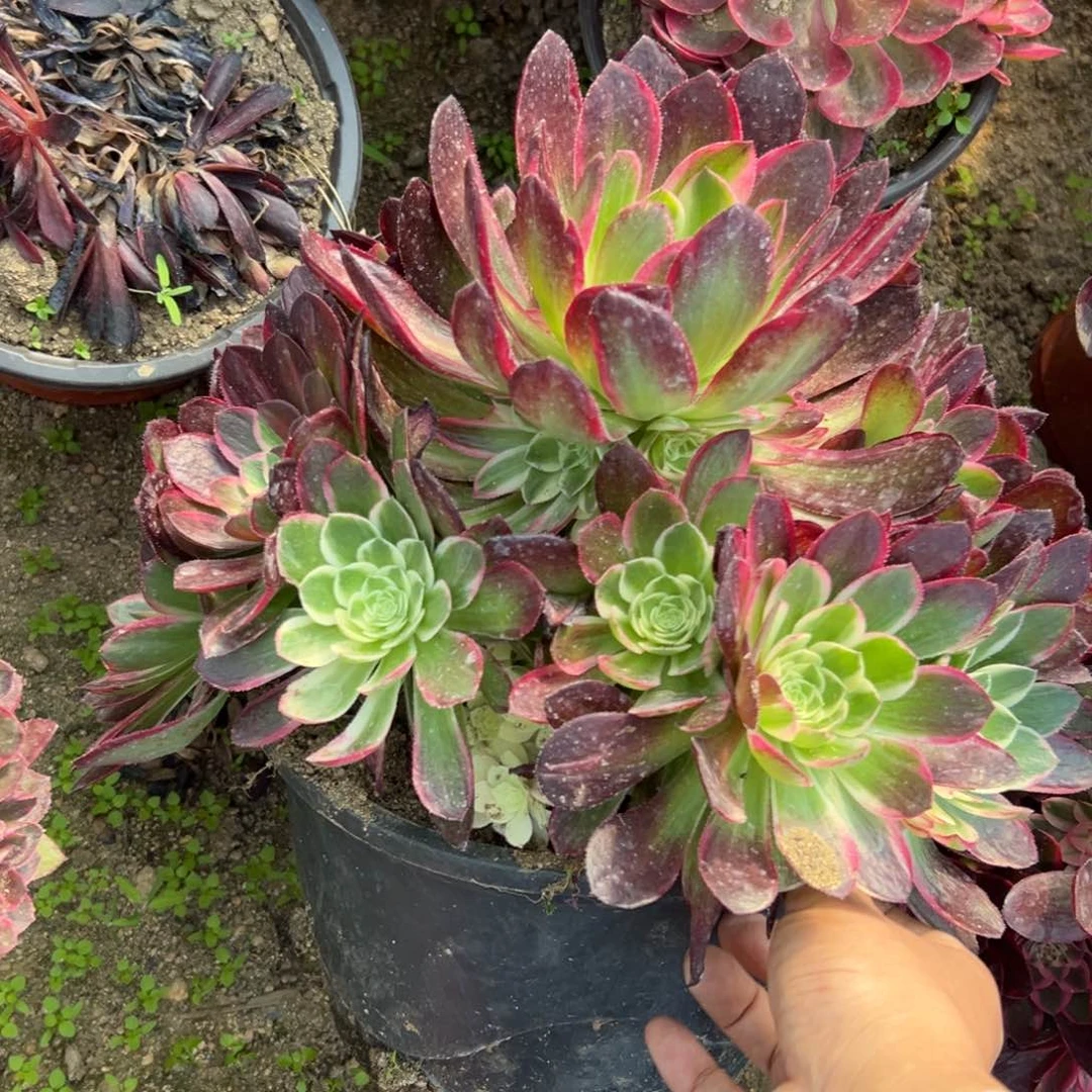 28海王多肉植物系