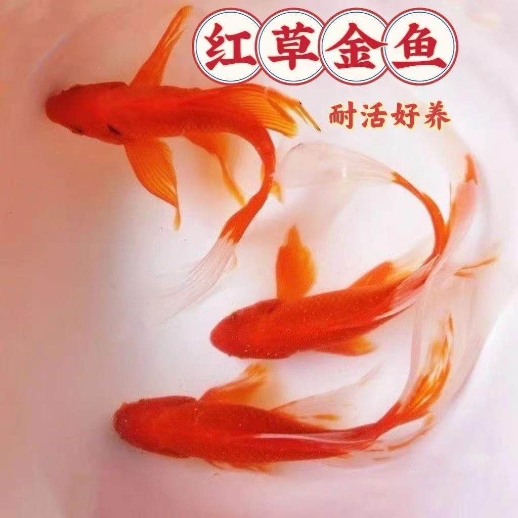 超大尺寸火焰红金鱼10-12公分8条观赏鱼冷水鱼新手鱼好养耐活水族