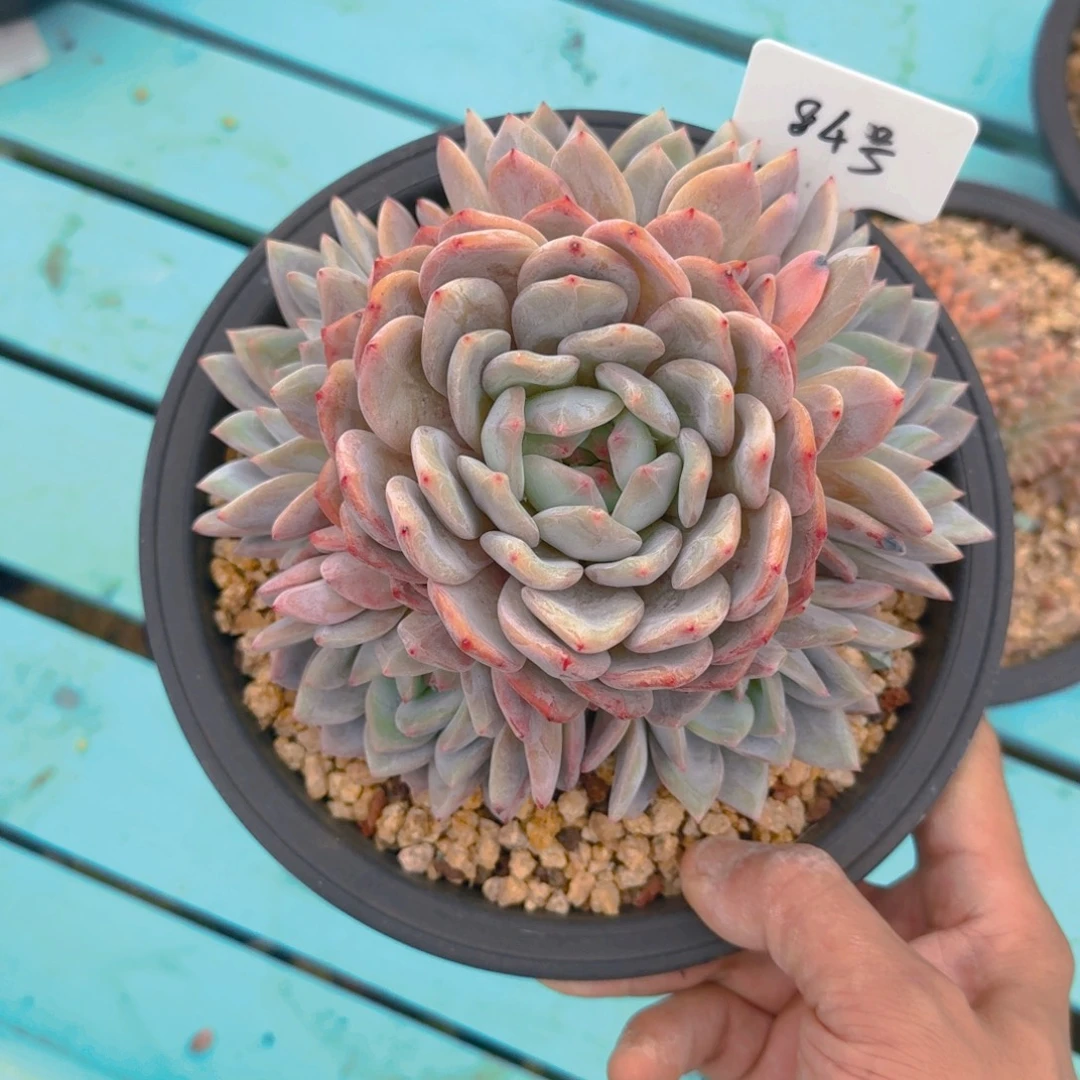 84好多肉111111111111