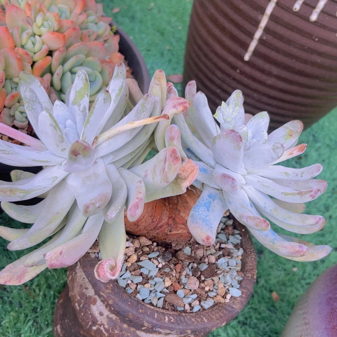 拇指2950多肉植物