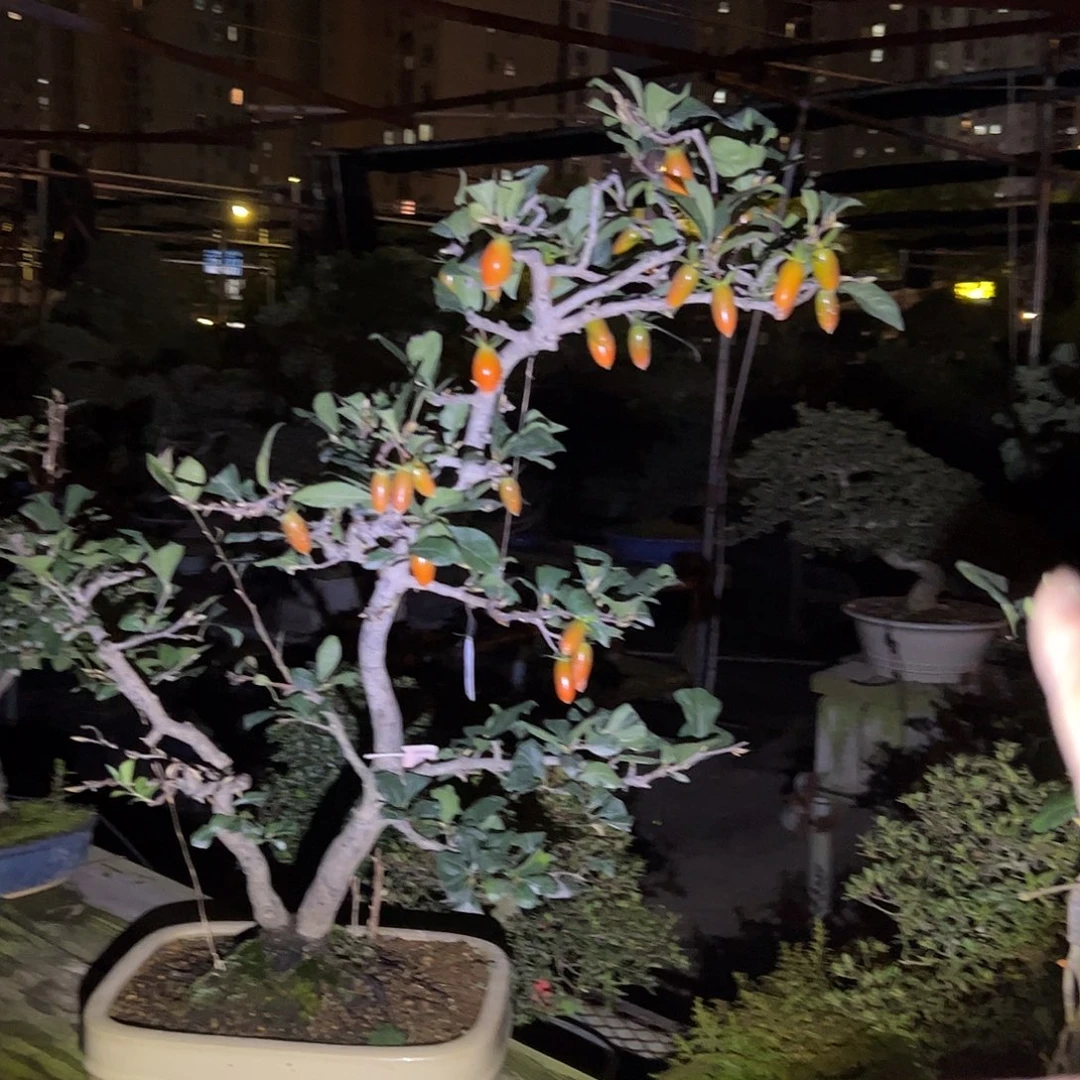 无花朵盆景不包邮001893