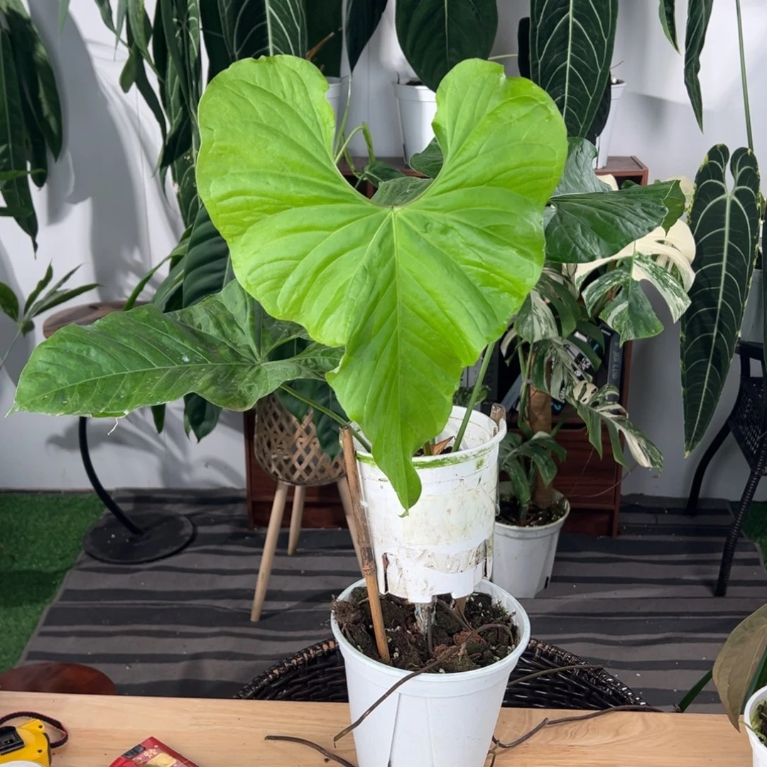 完全开放原种巴劳恩