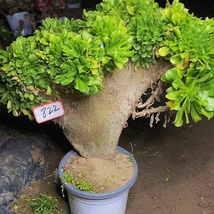 翡翠琉璃缀化老桩822号