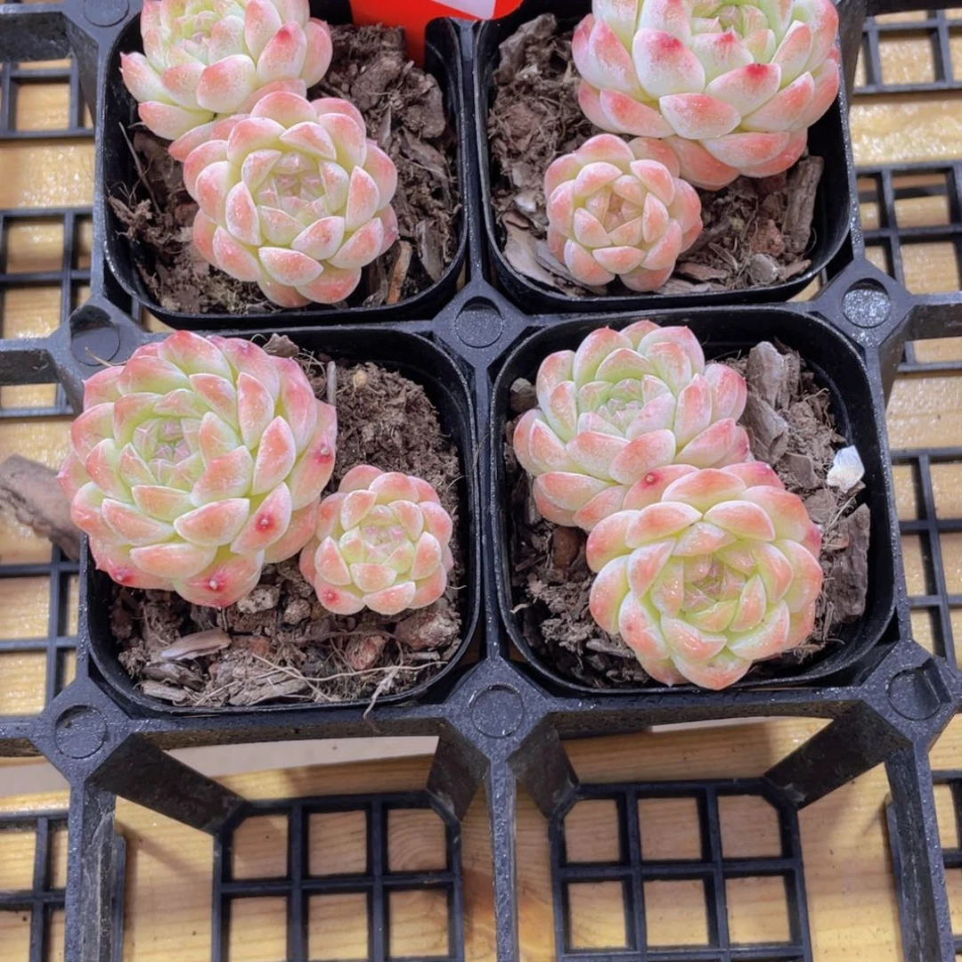 175号 优选钻石白桃汽水双头一个