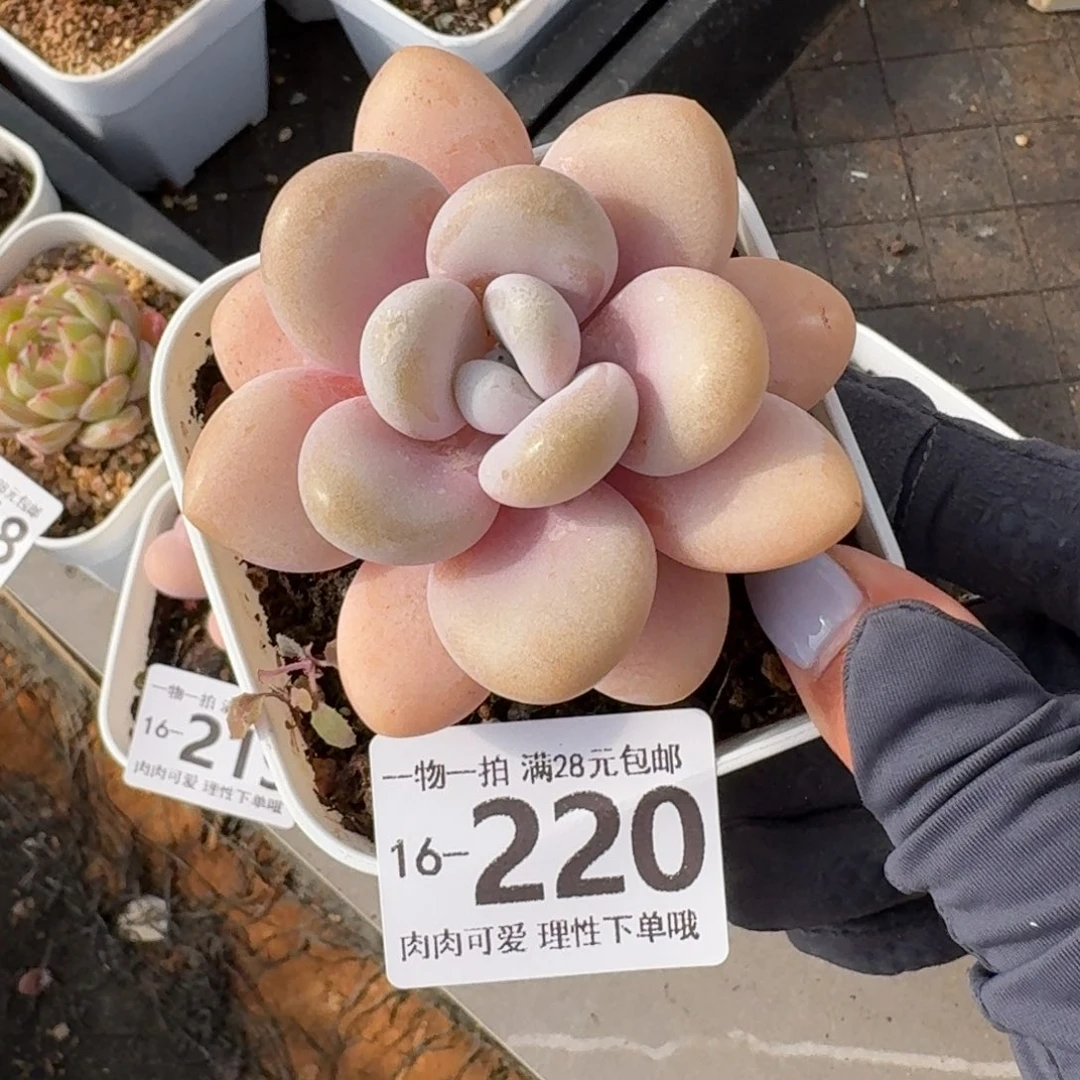 粉兔无盆土发货无盆