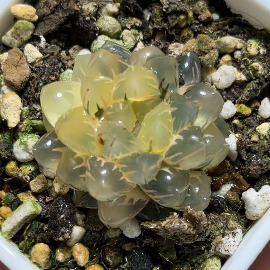 恭喜发财大吉大利933