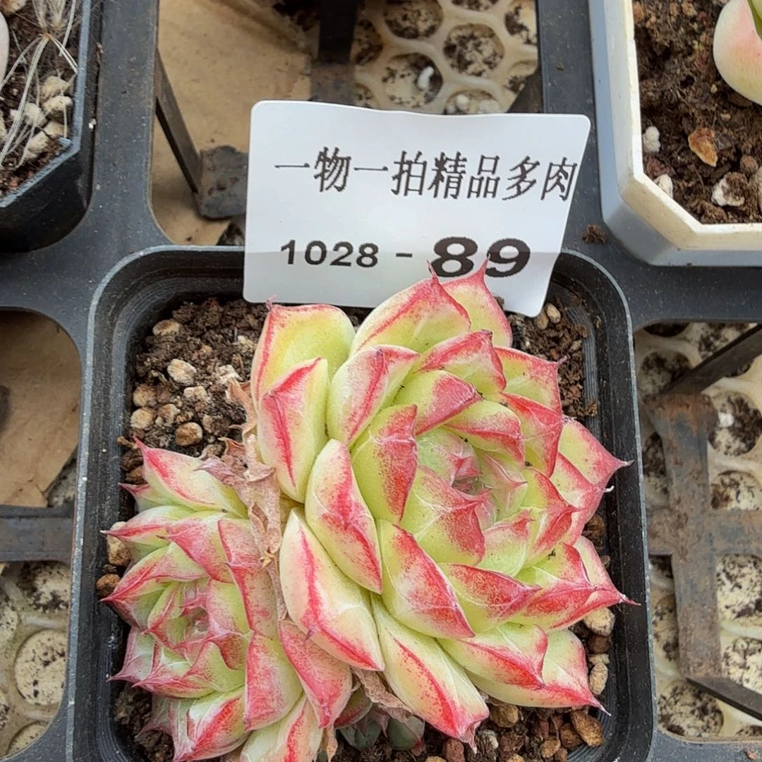 1028-89珍妮多肉一物一拍