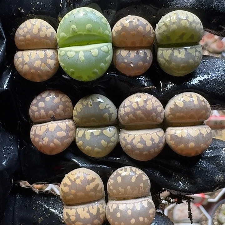 生石花1111122。  179