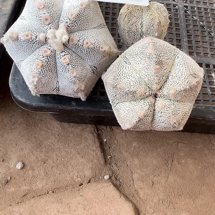 598号仙人球恩冢苗接两颗