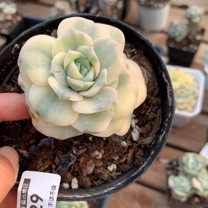 无花朵可爱玫瑰锦1429