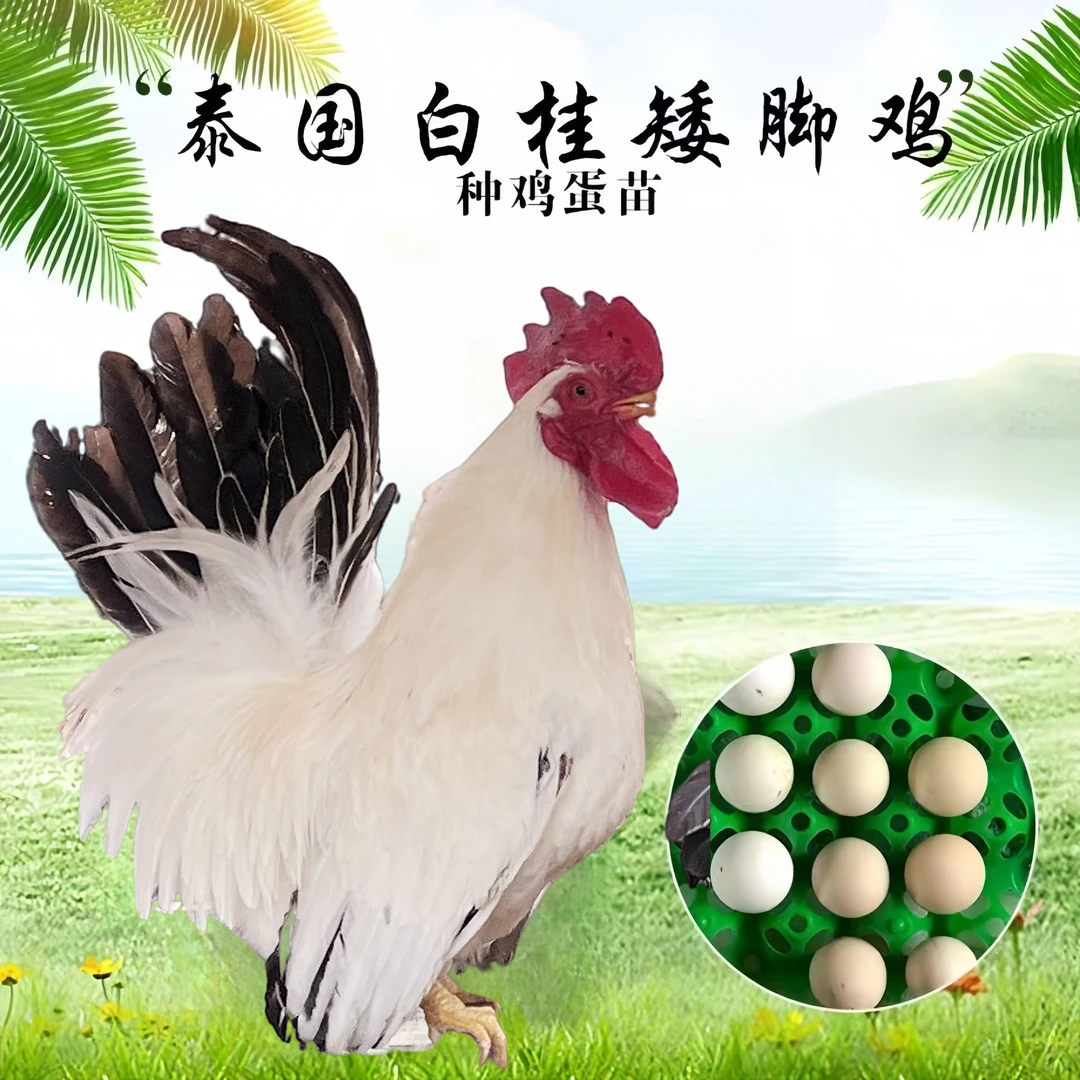 泰国矮脚鸡鸡蛋塞拉玛鸡蛋小体观赏鸡宠物鸡鸡蛋可食用可孵化