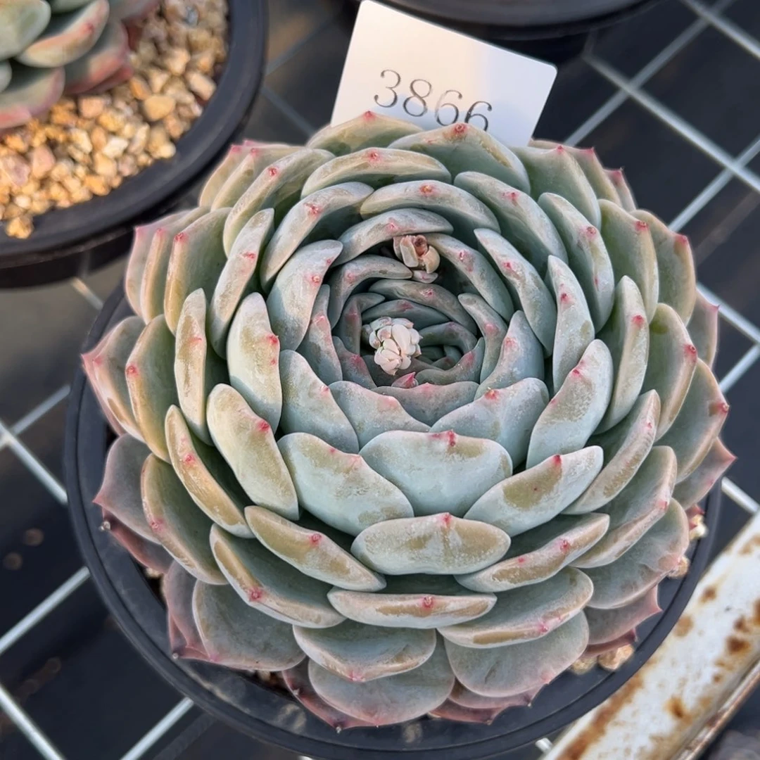 刚****坑3866多肉多多多多多多