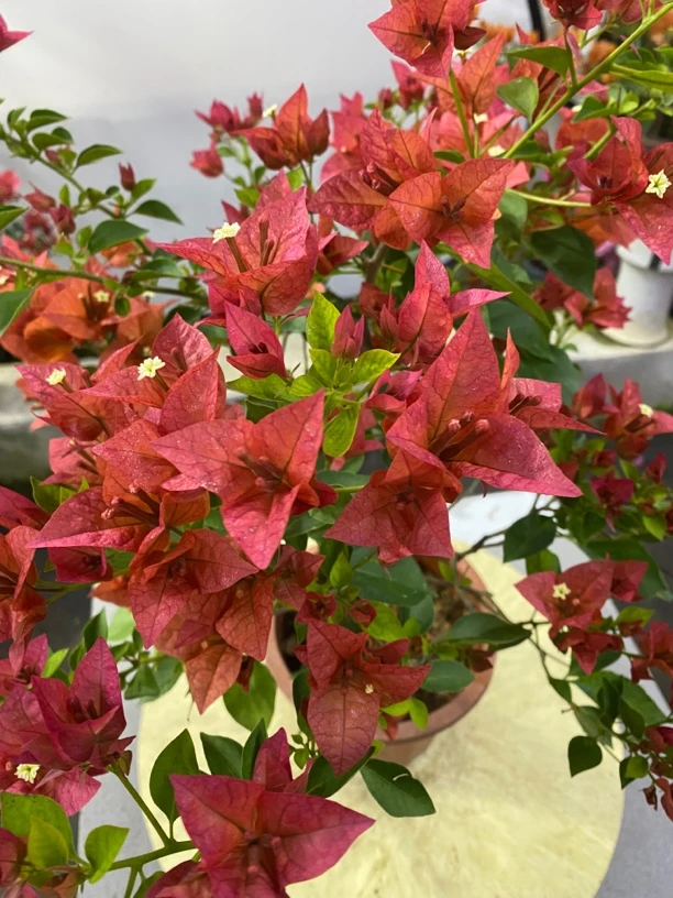 三角梅佩得罗复古红