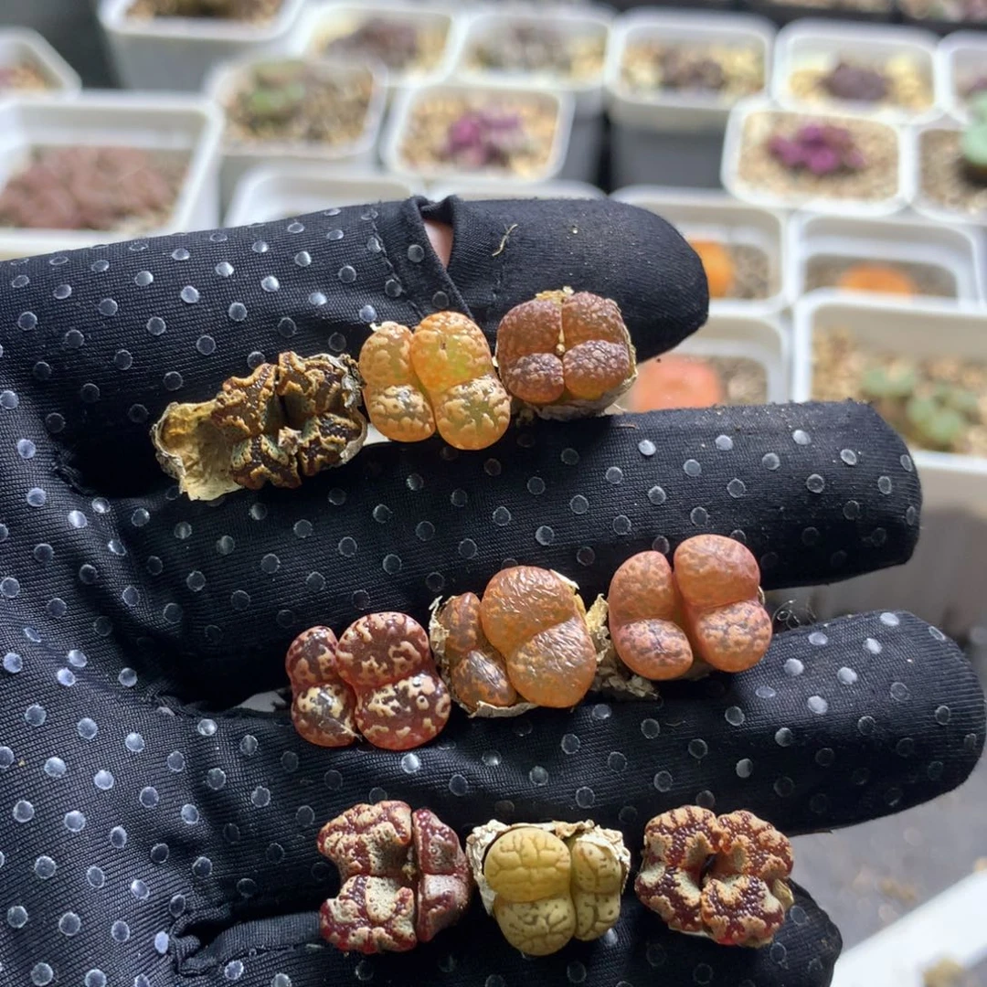982蝴蝶一组 新人福利