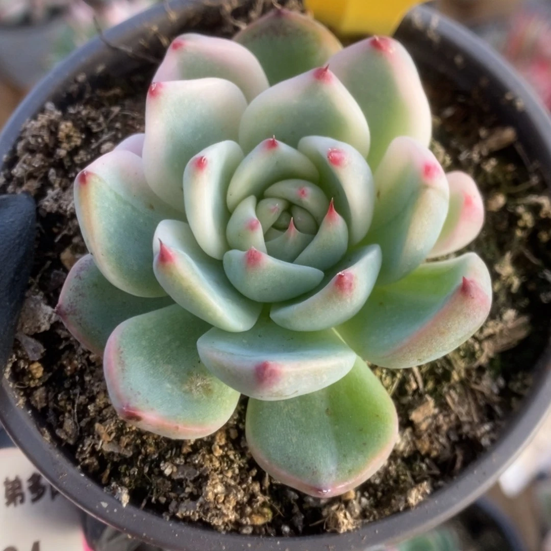 392吉娃娃锦锦锦锦锦锦