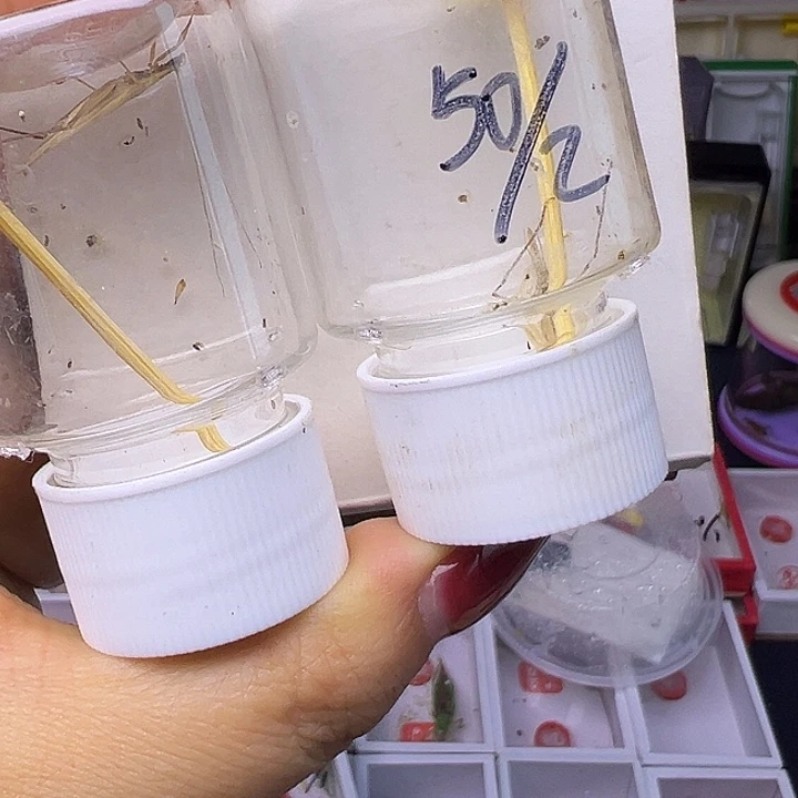 精品柬埔寨哈哈哈哈哈哈哈哈哈