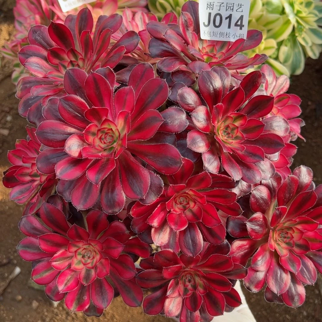 014香奈儿尺寸23左右