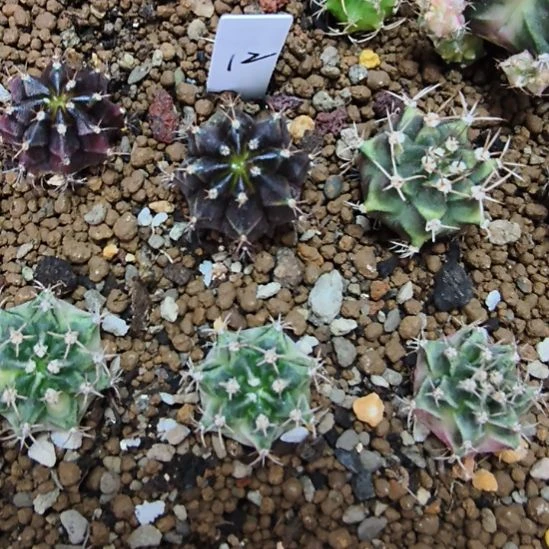 黑寡妇侧芽自根12