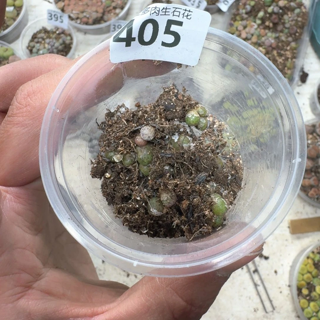 405。草莓斑马一盒