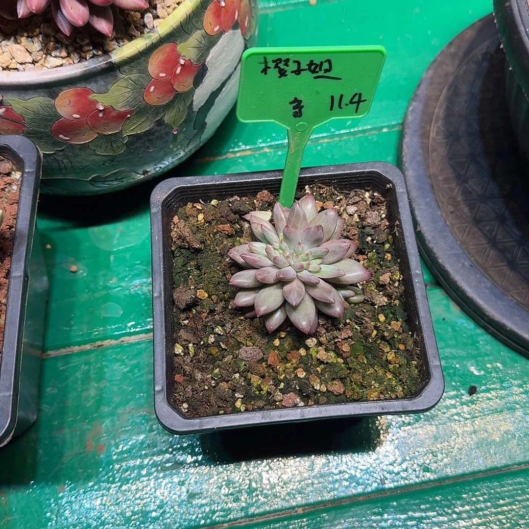 樱***i多肉植物多肉植物