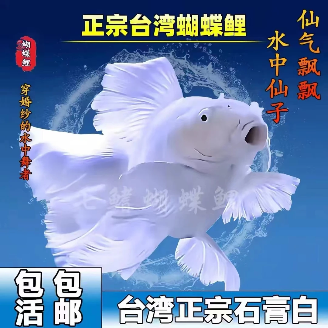 纯种台湾狮子头蝴蝶鲤赛级白短球好养耐活【包活】活体发货