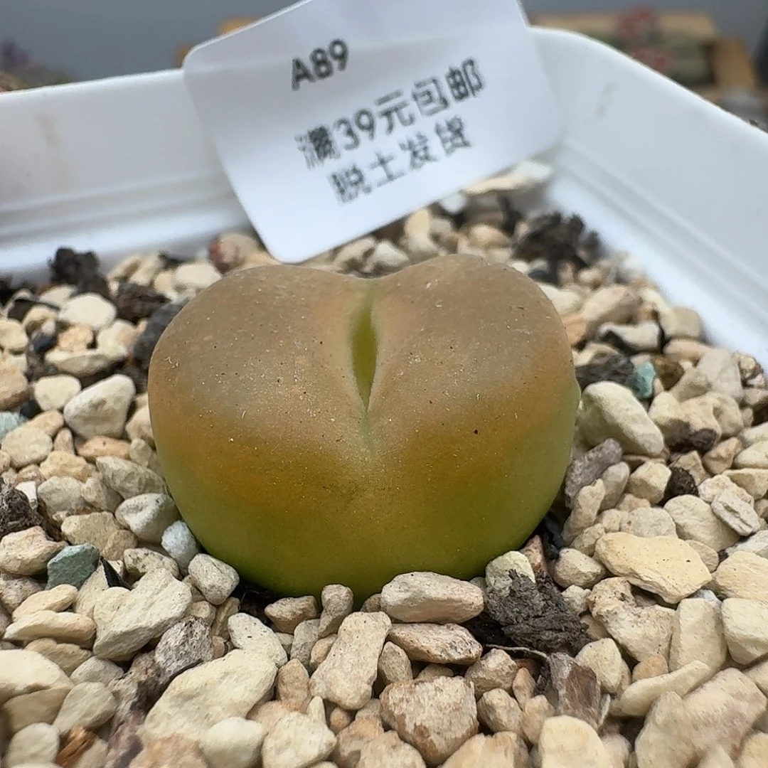 89多肉哈哈哈哈哈哈哈哈