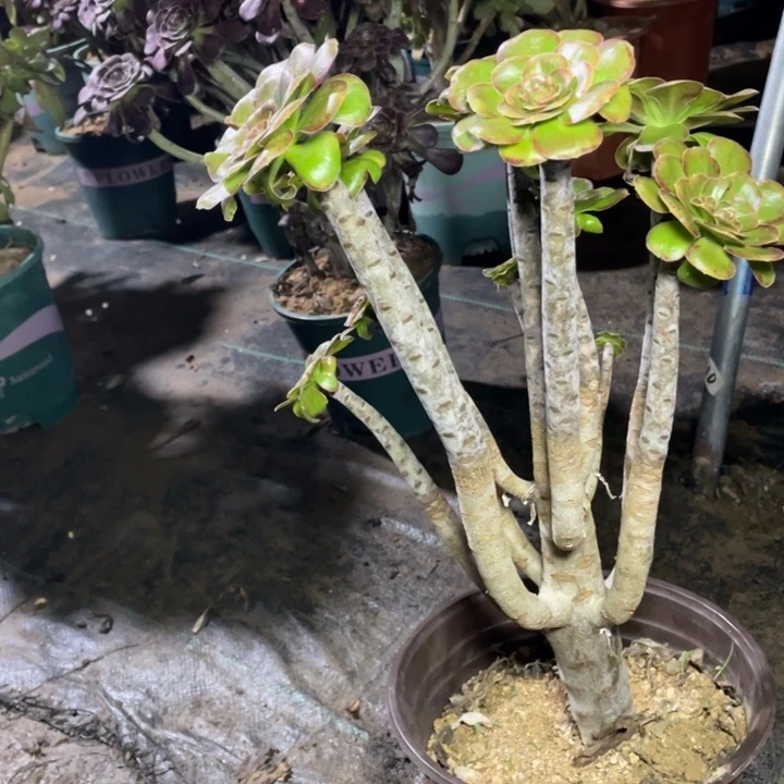 ****煜222V锦多肉多肉多肉