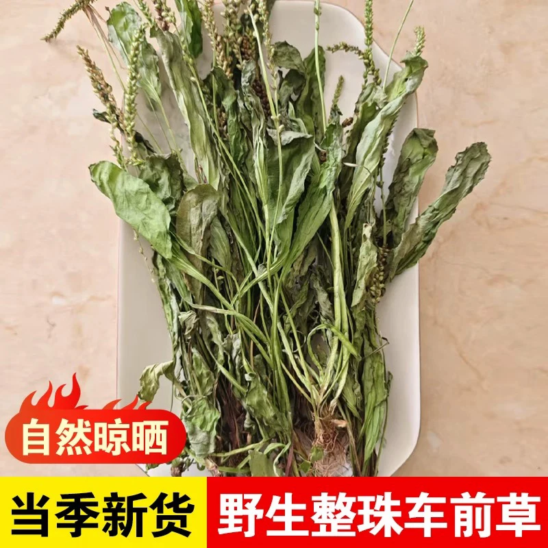 湘西高山自然晒干车前草