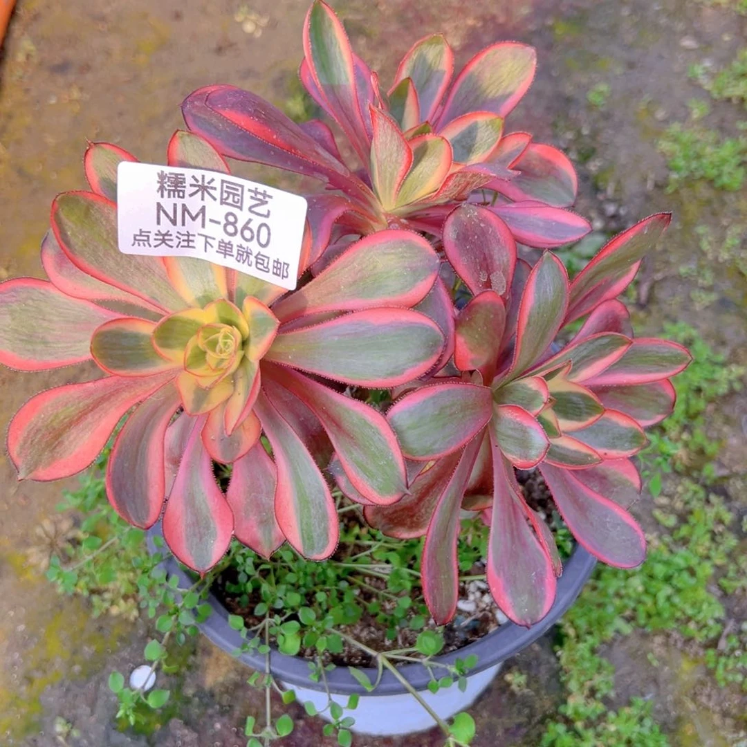 巫毒白丛林多肉植物860