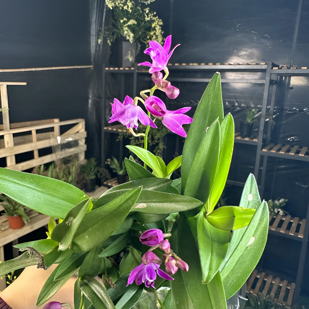 【澳洲香水石斛】带花剑清香型室内好养盆栽