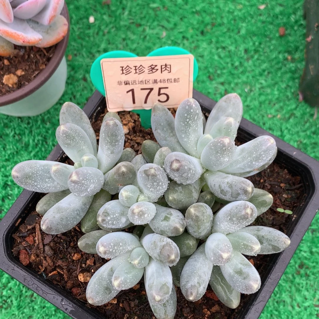 乌拉奶无砍平头175