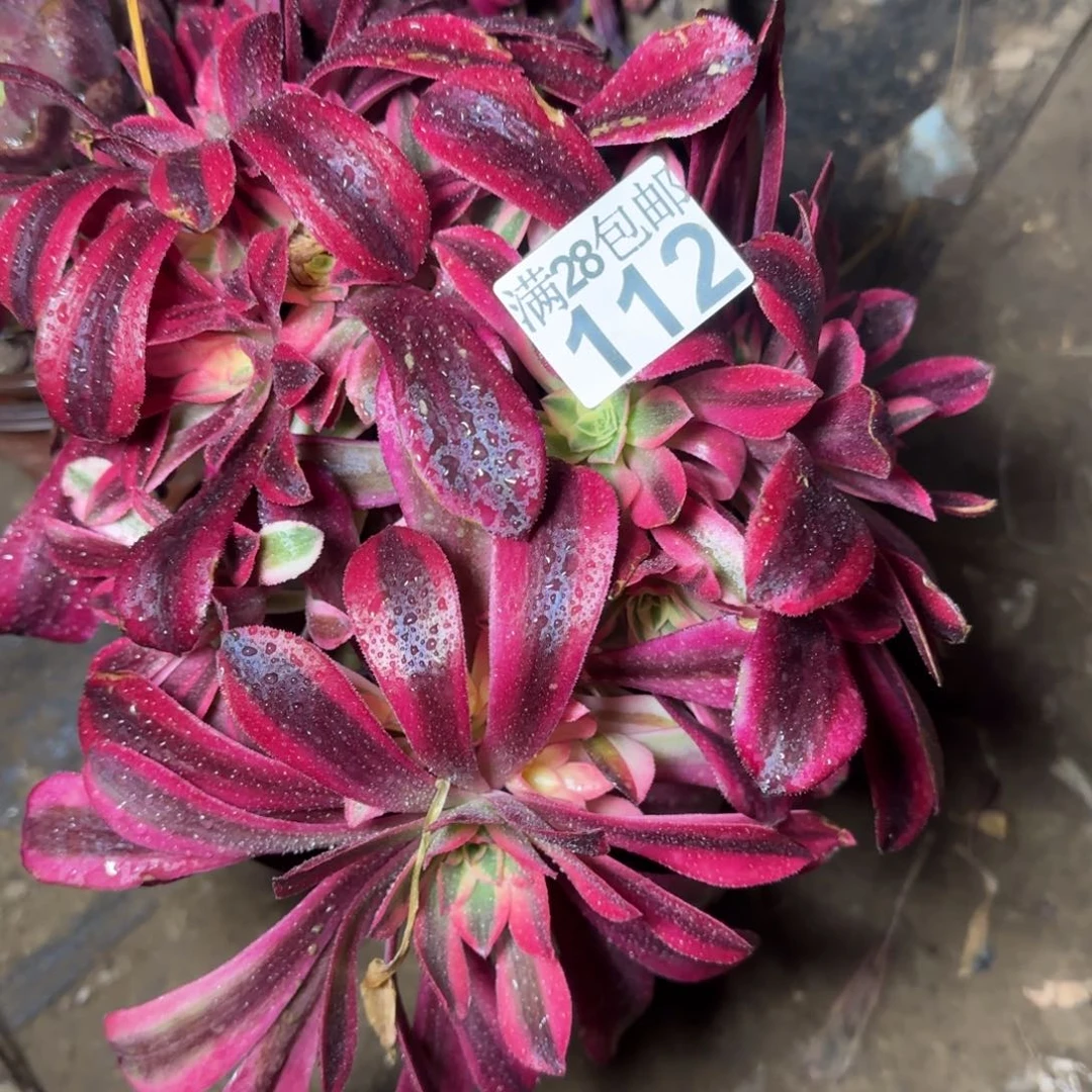 美杜莎有砍丛林112满28包邮断枝不包