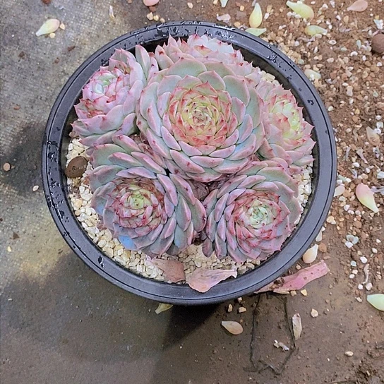 妈****体天鹅绒多肉植物群