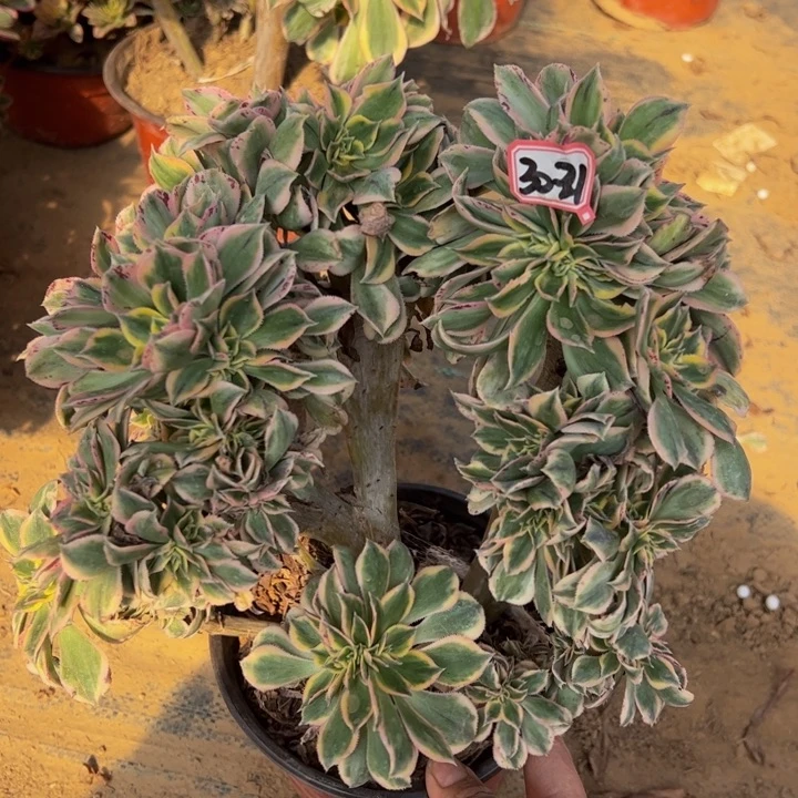 灿烂缀多肉植物30-21