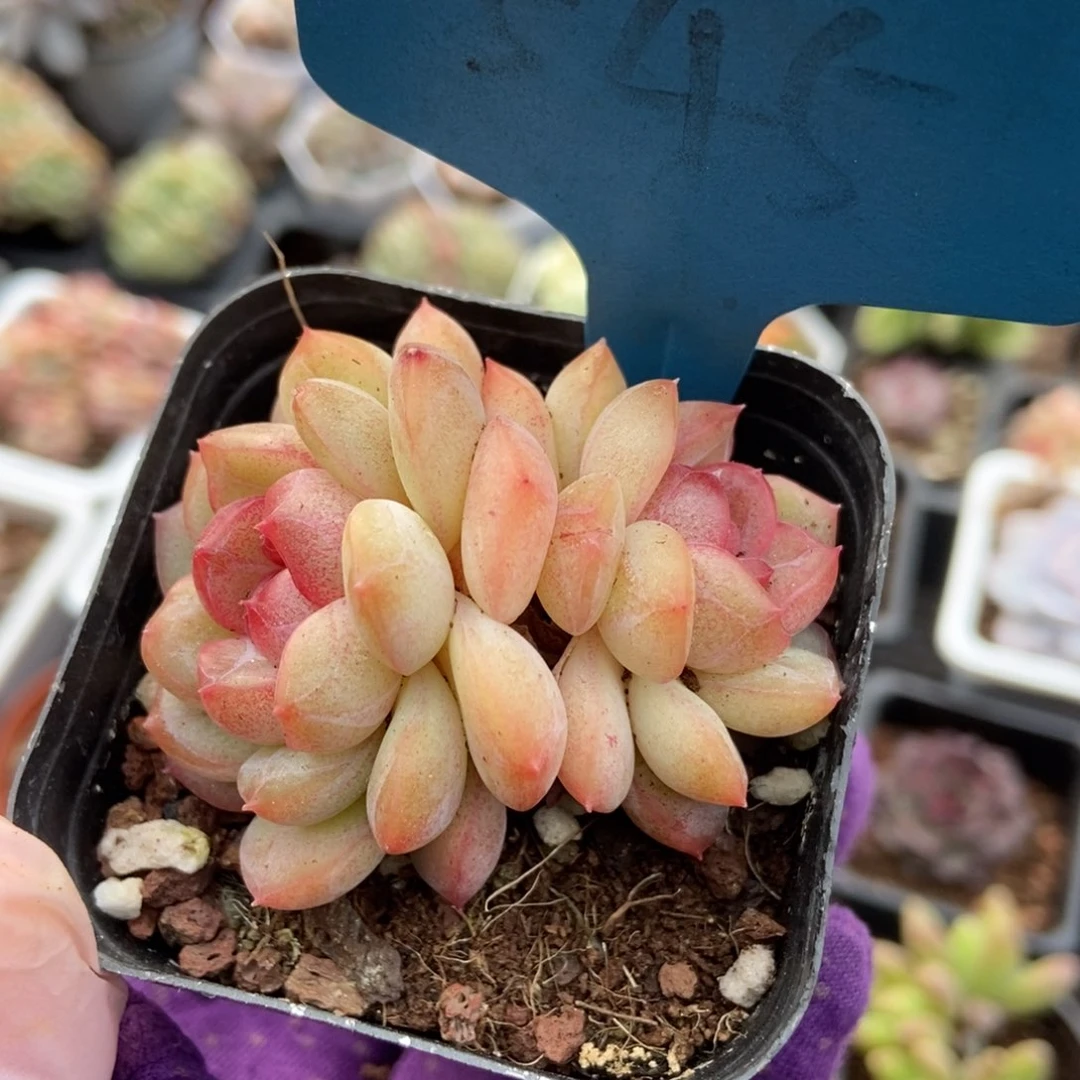 545琴心多肉植物保护