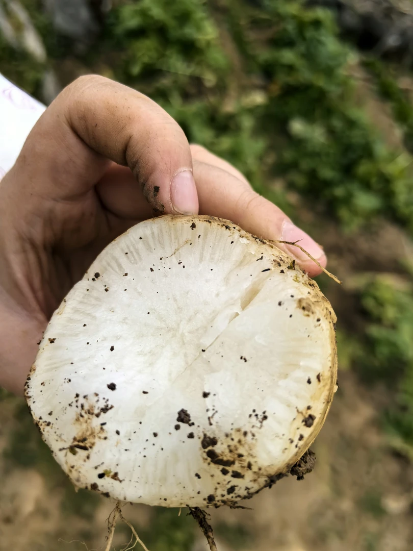 低温地区请拍保温棉