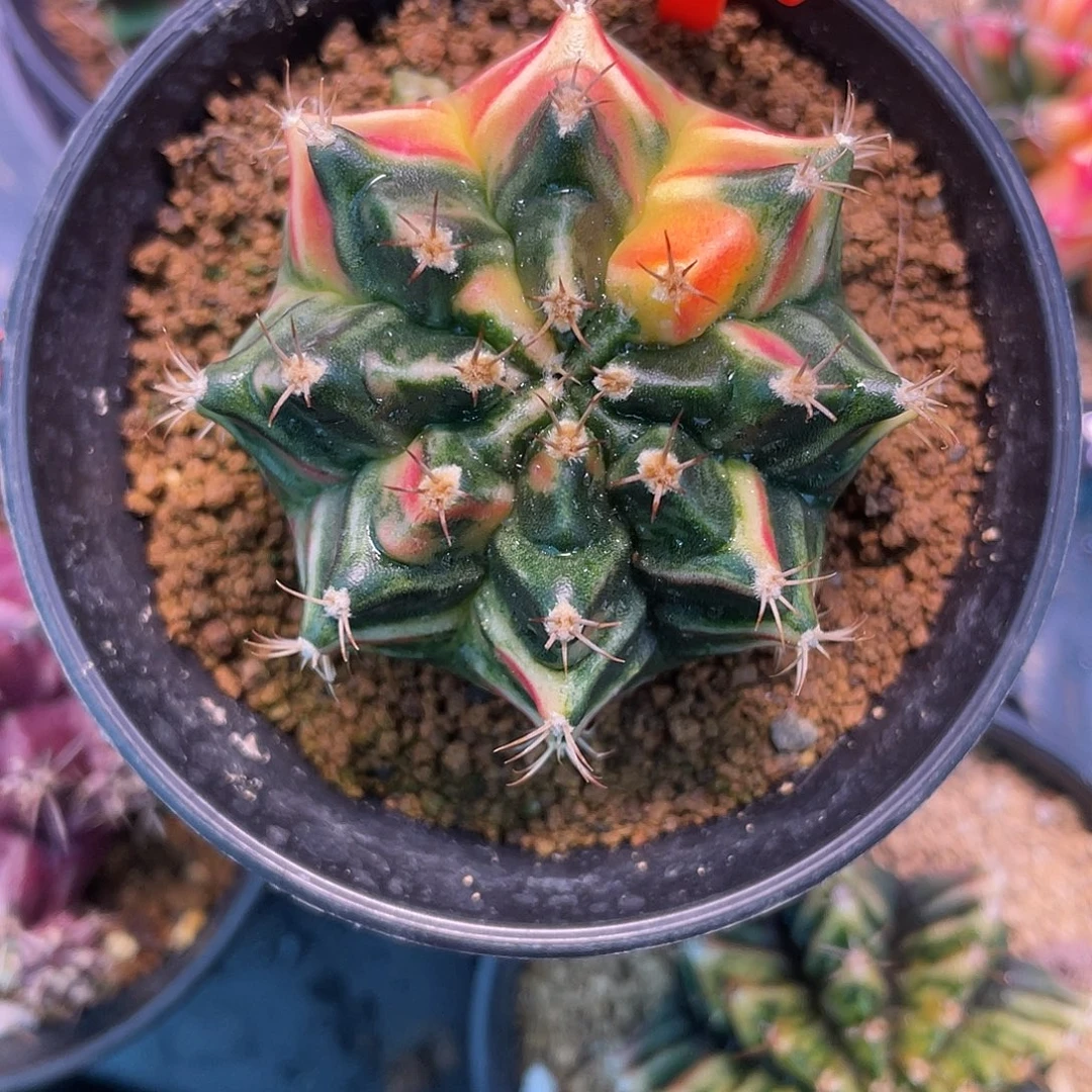 1-50米哈锦4.9厘米