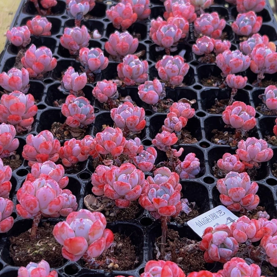 014多肉葡萄的味道真的是很