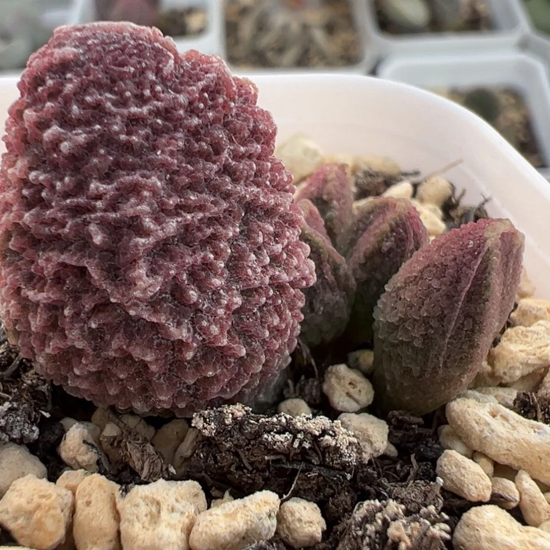 实生新品大苗多肉植物水泡