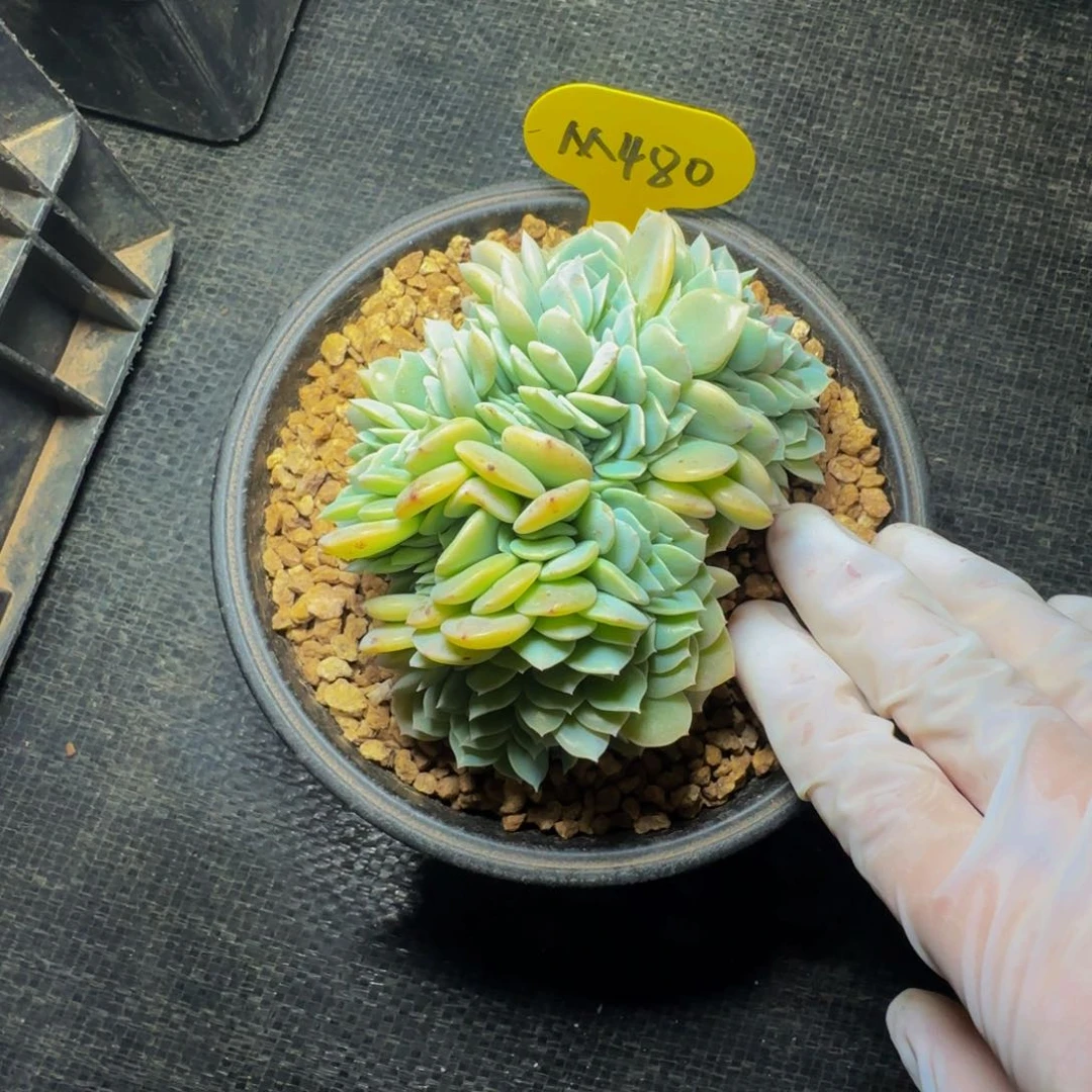 n m m m m m m 480