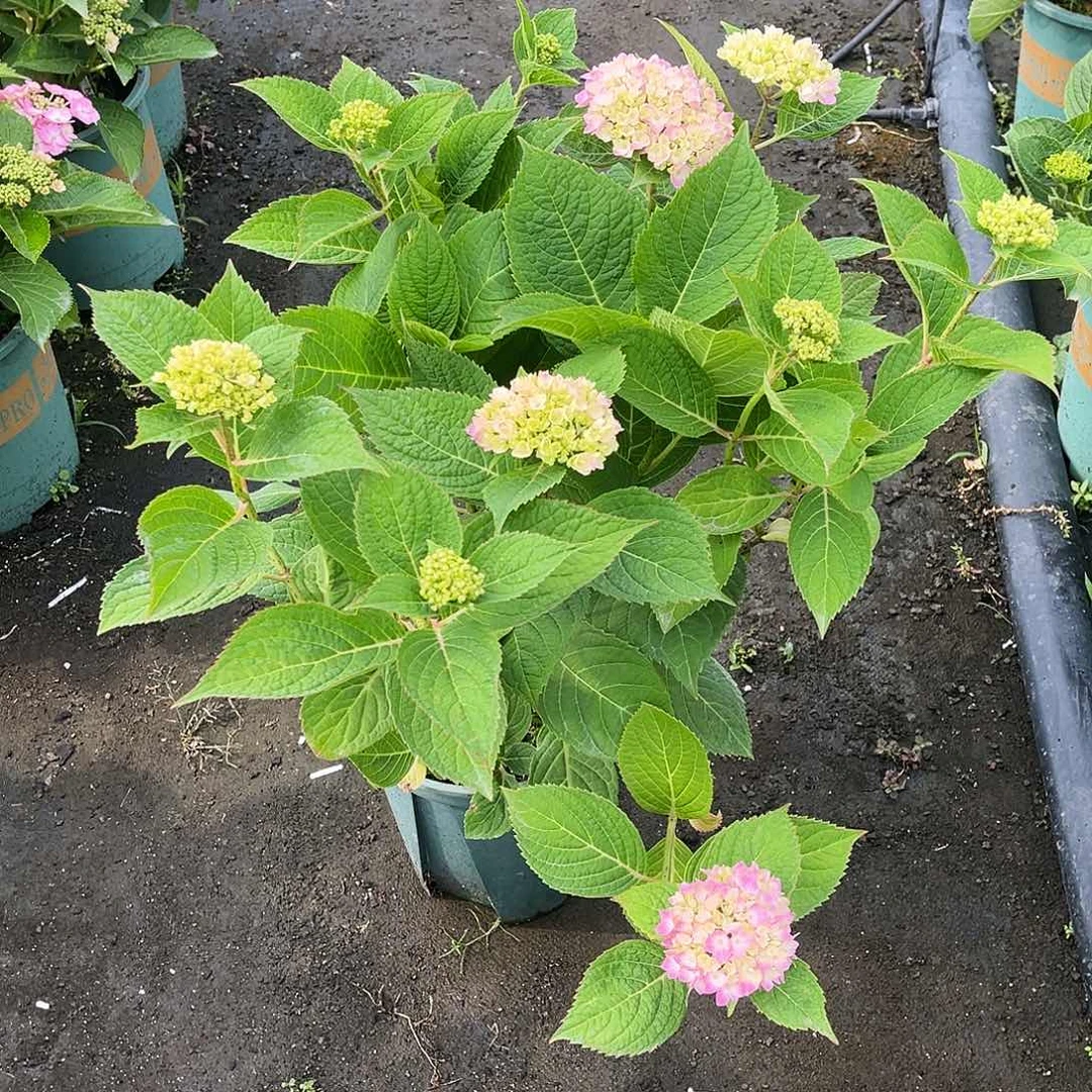 无尽夏两加带花发货