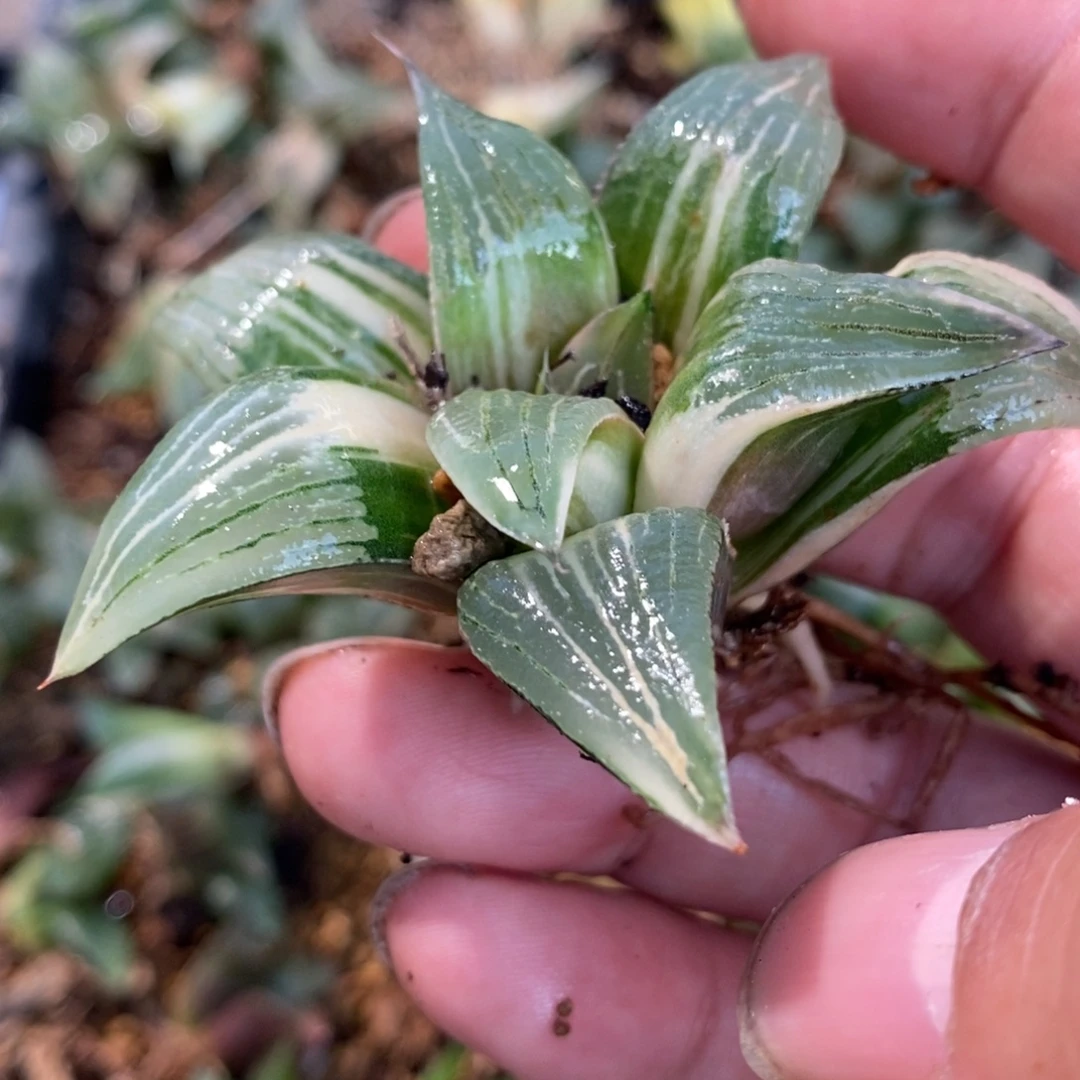 文***文959 一颗福利。