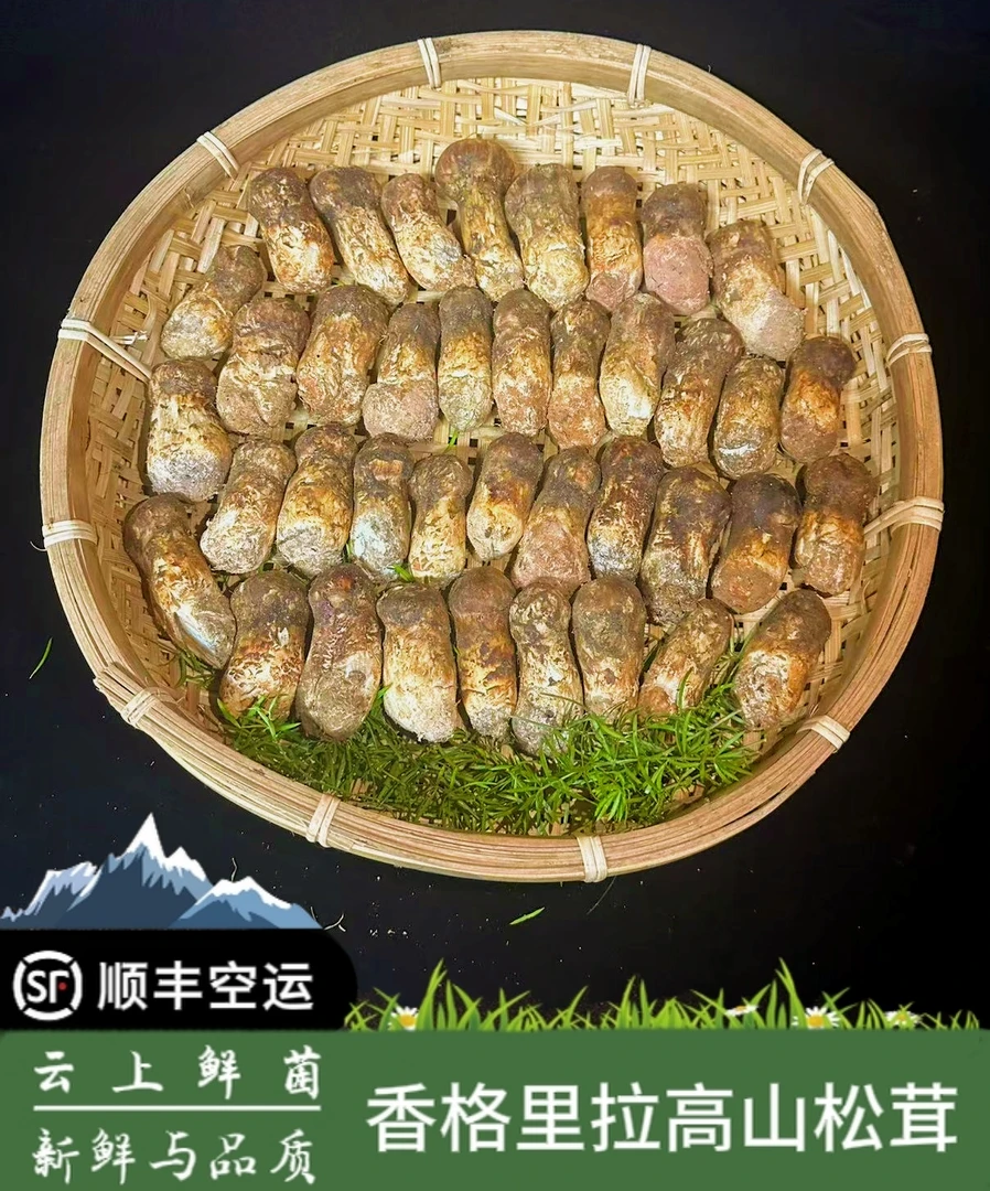 香格里拉【鲜松茸】【特级】  4-6规格   顺丰空运包邮  24小时发货